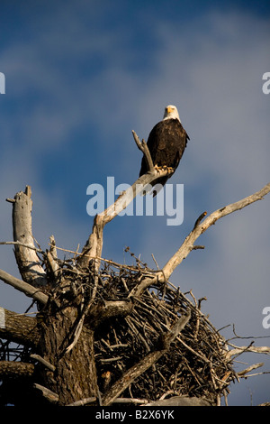 Weißkopf-Seeadler (Haliaeetus Leucocephalus) in der Nähe von Nest, Yellowstone-Nationalpark, Wyoming Stockfoto