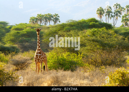 Giraffe, retikuliert Giraffe Giraffa Plancius Reticulata, SHABA NATIONAL RESERVE, Kenia, Ostafrika Stockfoto