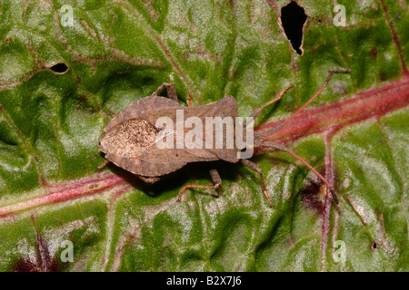 Dock Bug Coreus Marginatus Coreidae auf einem Dock Blatt UK Stockfoto