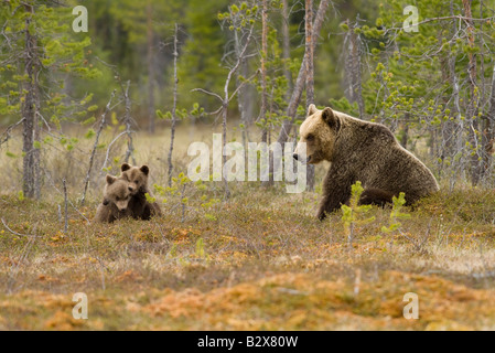 Weibliche europäischer Braunbär (Ursus Arctos) mit jungen spielen, Finnland. Stockfoto