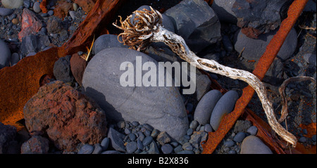 Küste-Studium an der Dritvik in die Snaefellsnes Halbinsel von Island Stockfoto