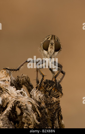 Robber Fly (wahrscheinlich Efferia Spp) - Familie Asilidae - Arizona - USA Stockfoto