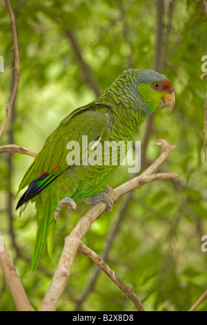 Flieder-gekrönter Papagei (Amazona Finschi) - Mexiko-bewohnt tropische Laub-Wald - auch bekannt als Finsch Amazon Stockfoto