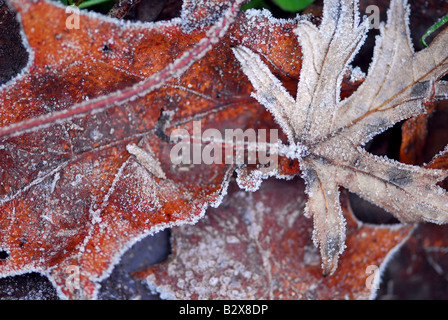 Makro im Herbst Blätter auf dem Boden mit Morgen Frost bedeckt Stockfoto
