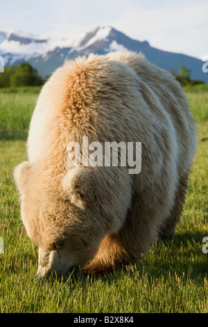 Weibliche Grizzlybär (aka Braunbär) (Ursus Arctos Horribilis) mit schneebedeckten Bergen im Hintergrund; Hallo Bay, Katmai NP, Alaska. Stockfoto