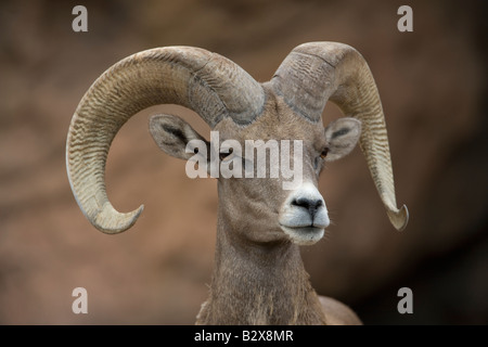 Dickhornschaf (Ovis Canadensis) - Ram - Porträt - Captive - Arizona - USA Stockfoto