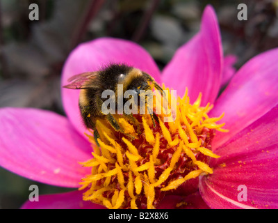 Hummel in leuchtend gelben Pollen auf Kosmos Blume in June.A Buff tailed Bumble Bee Fütterung abgedeckt. Stockfoto