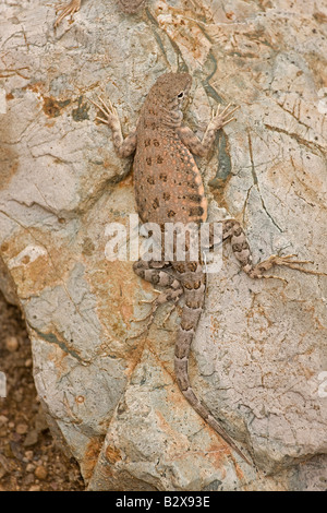 Geringerem Earless Lizard (Holbrookia Maculata) Sonora-Wüste Arizona USA Stockfoto
