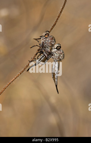 Räuber fliegen (Prob Efferia Spp) Fütterung auf Räuber fliegen - Familie Asilidae - Arizona USA Stockfoto