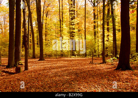 Bunte sonnigen Herbst Wald mit abgefallenen Blättern bodenbedeckend Stockfoto