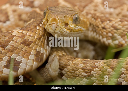 Mexikanische Westküste Klapperschlange [Crotalus Basiliskos] Alamos - Sonora - Mexiko - Neugeborene mit nur Ende Skala oder Schaltfläche "Rattles" Stockfoto