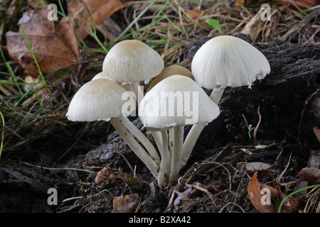 Blasse Brittlestem - Psathyrella candolleana Stockfoto