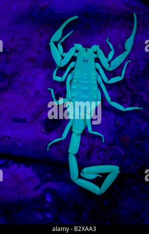 Skorpion (Centruroides Exilicauda) Bilder aus dem Monat unter UV-Licht - Arizona - USA - Kletterer - Rinde Stockfoto