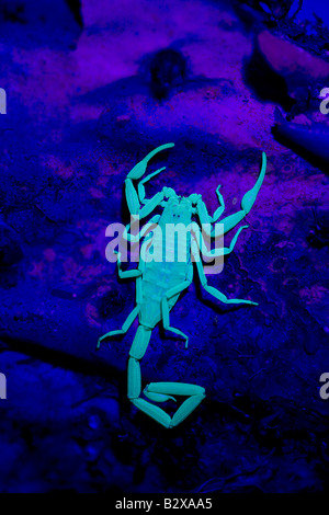 Bark Scorpion (Centruroides Exilicauda) fotografiert unter UV Licht - Arizona - USA Kletterer- Stockfoto