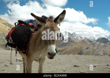 Maultier trägt Trekker Gang auf dem Huayhuash Trek in Peru Stockfoto