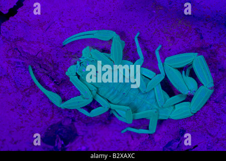 Bark Scorpion (Centruroides Exilicauda) fotografiert unter UV Licht - Arizona - USA Kletterer- Stockfoto