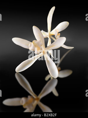 Weiße Vanilleblume, Vanille planifolia, Nahaufnahme isoliert auf schwarzem Hintergrund Stockfoto