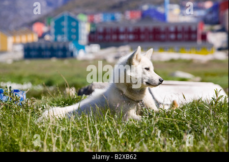 Inuit Hundeschlitten husky in Ilulissat auf Grönland Stockfoto