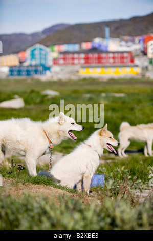Inuit Hundeschlitten Husky infront von traditionellen bunten grönländischen Häuser in Ilulissat auf Grönland Stockfoto