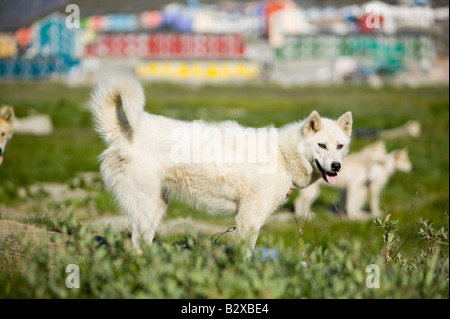 Inuit Hundeschlitten Husky infront von traditionellen bunten grönländischen Häuser in Ilulissat auf Grönland Stockfoto