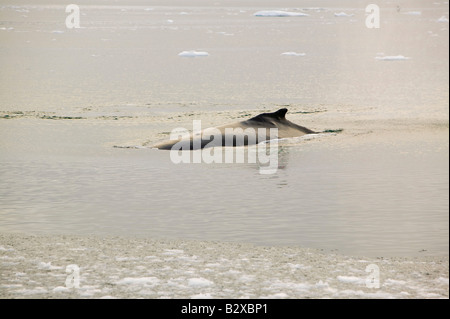 Finnwale auftauchen unter Eisberge aus dem Jacobshavn Gletscher in Ilulissat auf Grönland