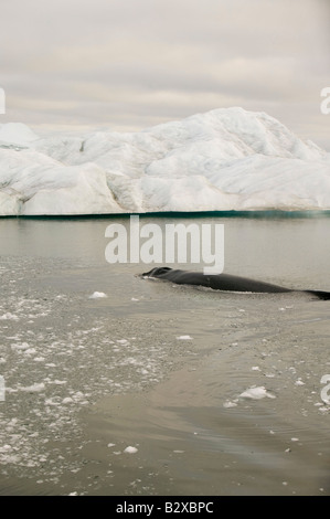 Finnwale auftauchen unter Eisberge aus dem Jacobshavn Gletscher in Ilulissat auf Grönland