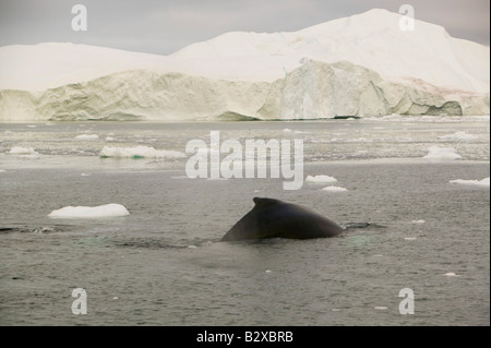 Finnwale auftauchen unter Eisberge aus dem Jacobshavn Gletscher in Ilulissat auf Grönland