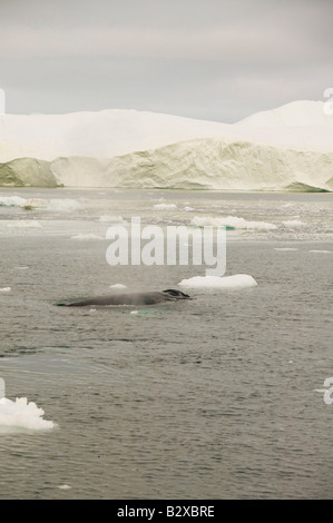 Finnwale auftauchen unter Eisberge aus dem Jacobshavn Gletscher in Ilulissat auf Grönland