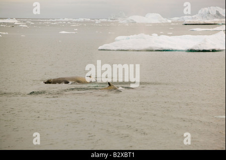 Finnwale auftauchen unter Eisberge aus dem Jacobshavn Gletscher in Ilulissat auf Grönland