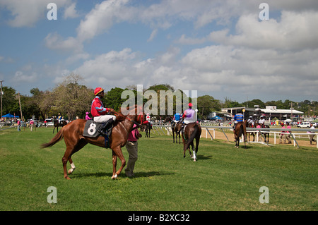 2006 Barbados Pferderennen, Sandy Lane Gold Cup in Garrison Savannah Rennstrecke in Bridgetown, Barbados, West Indies Stockfoto