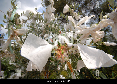 ISTANBUL, TÜRKEI. Votivgaben des weißen Bändern gebunden an einen Olivenbaum auf der Prinzen Insel Buyukada. 2008. Stockfoto