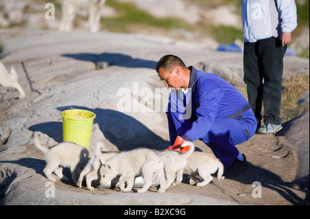 Inuit Hundeschlitten husky Welpen in Ilulissat auf Grönland Stockfoto