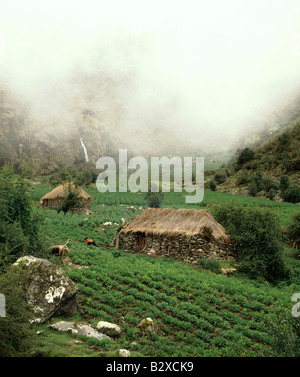 Kartoffeln wachsen in einem nebligen Tal der Hochanden auf 4000mtrs Nord östlich von Cuzco(3,310mtrs) Peru vertikale Stockfoto