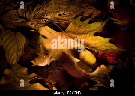 Tautropfen auf Kastanien Blätter im Herbst mit Abendlicht gemalt Stockfoto