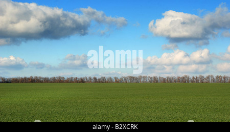 Grünen Wiese auf einem Hintergrund des Himmels Drama mit einer Reihe von Bäumen in der Ferne Stockfoto