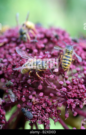 WESPEN UND FLIEGEN SIND AUF ANGELICA GIGAS IN GROßER ZAHL ANGEZOGEN. Stockfoto