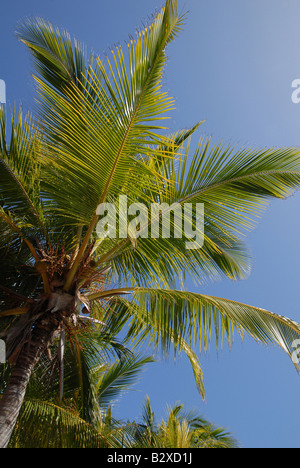 Palme, die Ansicht von unten gegen die klaren blauen Himmels Stockfoto