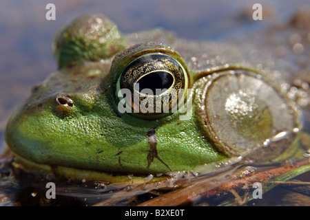 Eine männliche Bullfrog in Ontario, Kanada Stockfoto