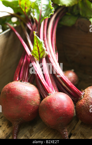 Frisch gepflückt rote Beete in Holzkiste Stockfoto