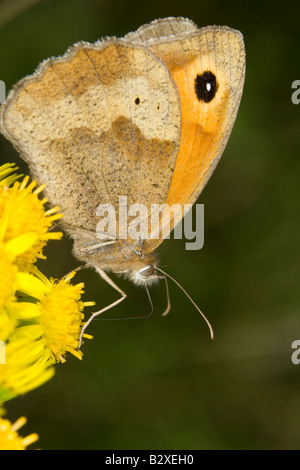 Wiese Braun (Maniola Jurtina) ernähren sich von gemeinsamen Kreuzkraut Blume Schmetterling Stockfoto