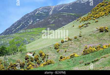 Rannerdale untere Fjällflanken Ginster an den Hängen des Whiteless Hecht in Cumbria, Mai Lake District National Park Stockfoto