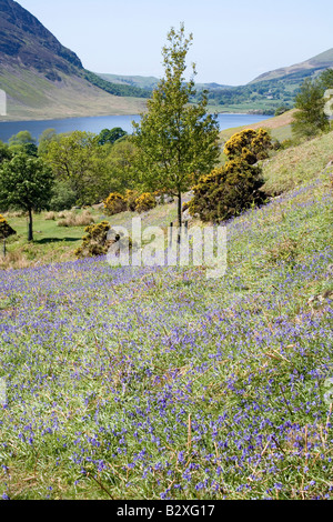 Rannerdale untere Fjällflanken Secret Valley Glockenblumen und Weiden des Lake District National Park Cumbria Stockfoto