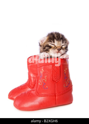 Süße braun Tabby Highlander Kätzchen schlafen im roten Cowboystiefel isoliert auf weißem Hintergrund Stockfoto