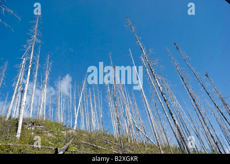 Aufgenommen am Parc National des Grands Jardins, Charlevoix Stockfoto