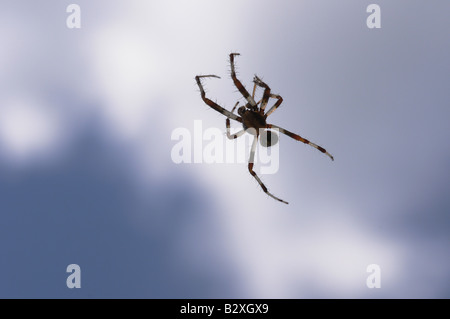 Eine Spinne, Arachnid, schweben im Raum, wie es aus einem feinen Strang Seide hängt, die gegen den blauen Himmel praktisch unsichtbar ist. Stockfoto