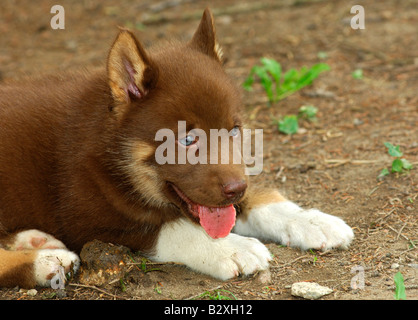 Grönlandhund trächtige ist seine Ohren perking Stockfoto