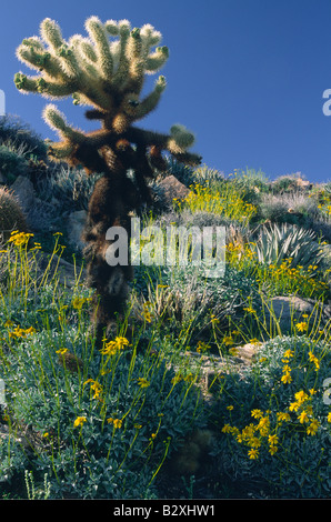 Chollla Kaktus und Wildblumen im Anza Borrego Desert State Park Stockfoto