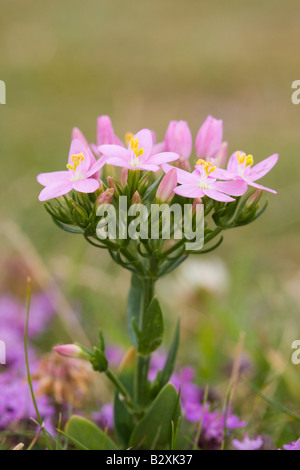 Gemeinsame Tausendgüldenkraut (Centaurium Saccharopolyspora) Blume Stockfoto