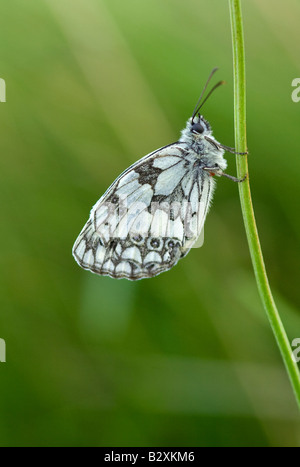 Marmorierte White Butterfly (Melanargia Galathea) in Ruhe Portrait Stockfoto