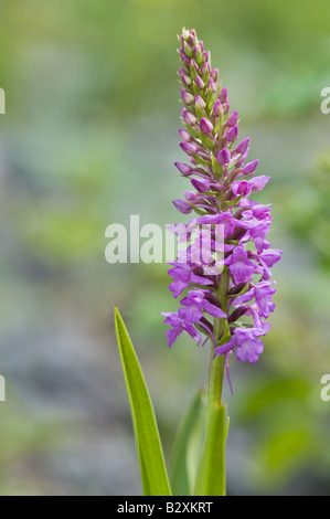 Duftende Orchidee Gymnadenia Conopsea Flowerspike Miller s Dale Derbyshire UK Europe Juli Stockfoto